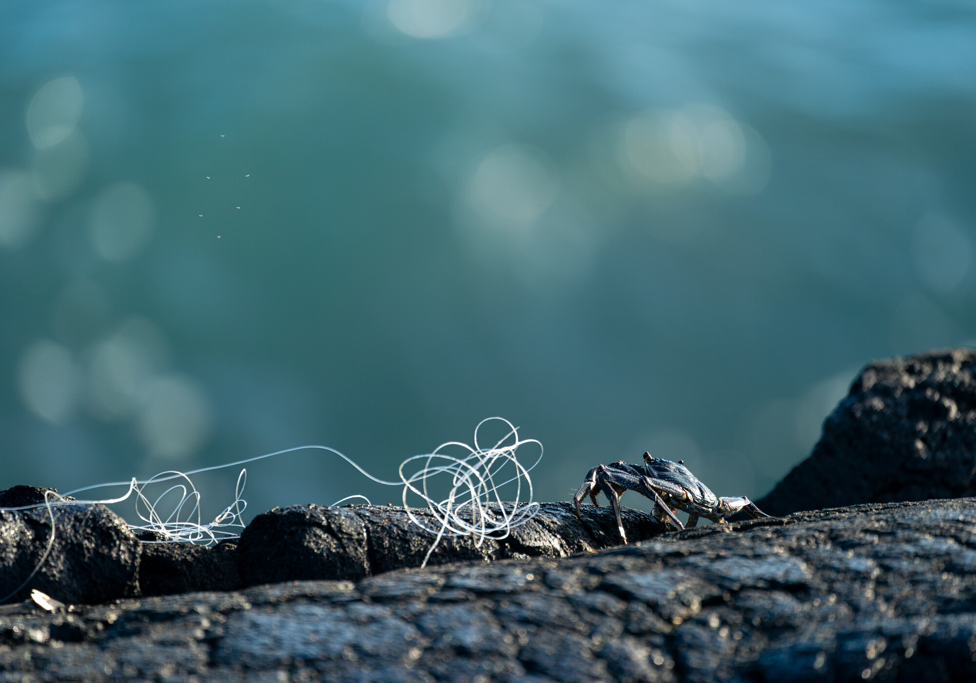 A'ama crab shoreline